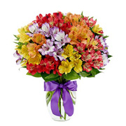 Peruvian lilies